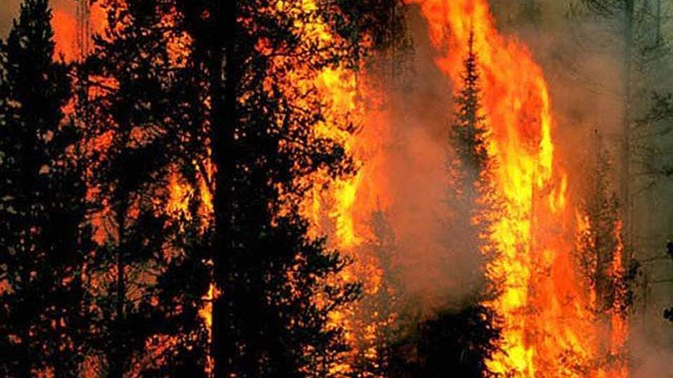 Засилени инспекциски контроли поради палењето стрништа и шумски пожари